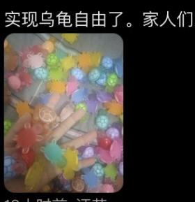 突然爆火！硬控全红婵的“直播拆乌龟”，究竟什么来头？-图9