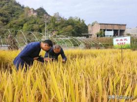 节水抗旱稻新品种在略阳县试种成功-图1