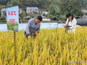 节水抗旱稻新品种在略阳县试种成功-图2